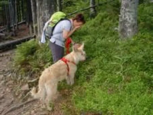 Bild: Der Hund im Bayerischen Wald