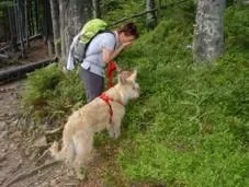Bild: Der Hund im Bayerischen Wald