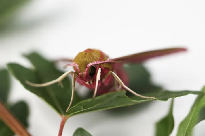 Bild: Insekten tief in die Augen geschaut