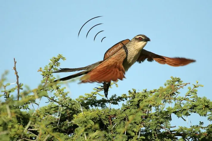 Flying Lab for Blood Analysis Bild: Flying Lab for Blood Analysis