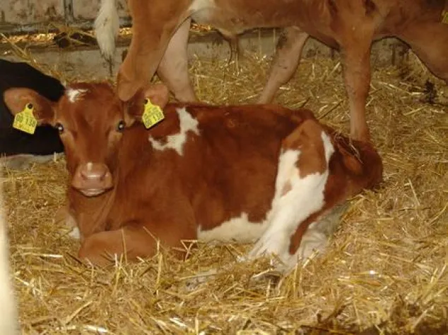 Die Kälber sind die Stars von Morgen Bild: Die Kälber sind die Stars von Morgen