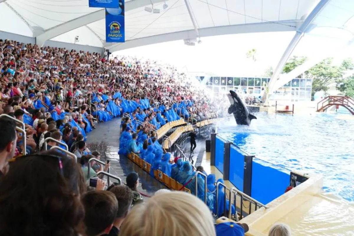 Die Besucher finden die edukativen Shows im Loro Parque sehr gut. | Foto: zoos.media