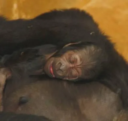 Sonntagskind: Nachwuchs bei den Gorillas im Erlebnis-Zoo Hannover Bild: Sonntagskind: Nachwuchs bei den Gorillas im Erlebnis-Zoo Hannover