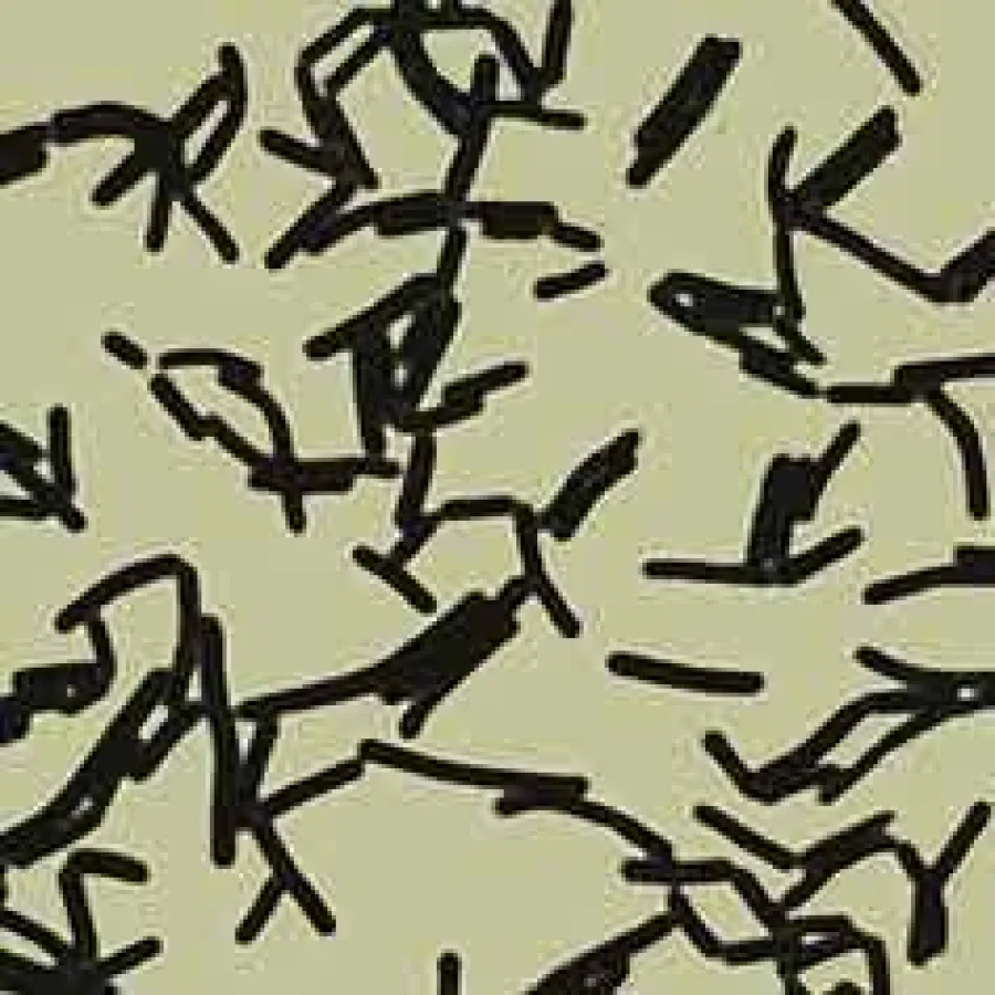 Lactobacillus salivarius, mikroskopische Aufnahme.