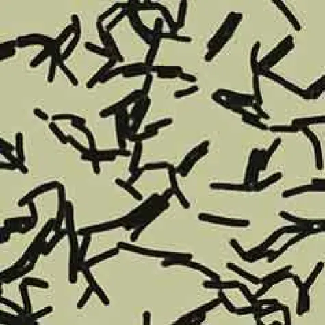 Bild: Probiotika oder probiotische Arzneimittel – genaues Hinschauen lohnt sich