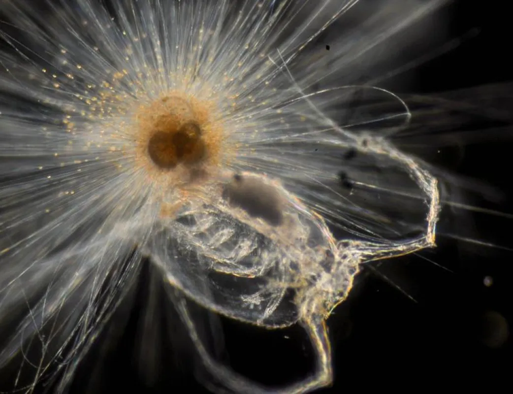 The image shows a foraminifera Orbulina Universa eating a small copepod. (Oscar Branson/ANU)