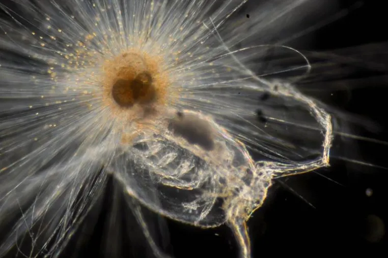 Bild: Carbonate shells change with time