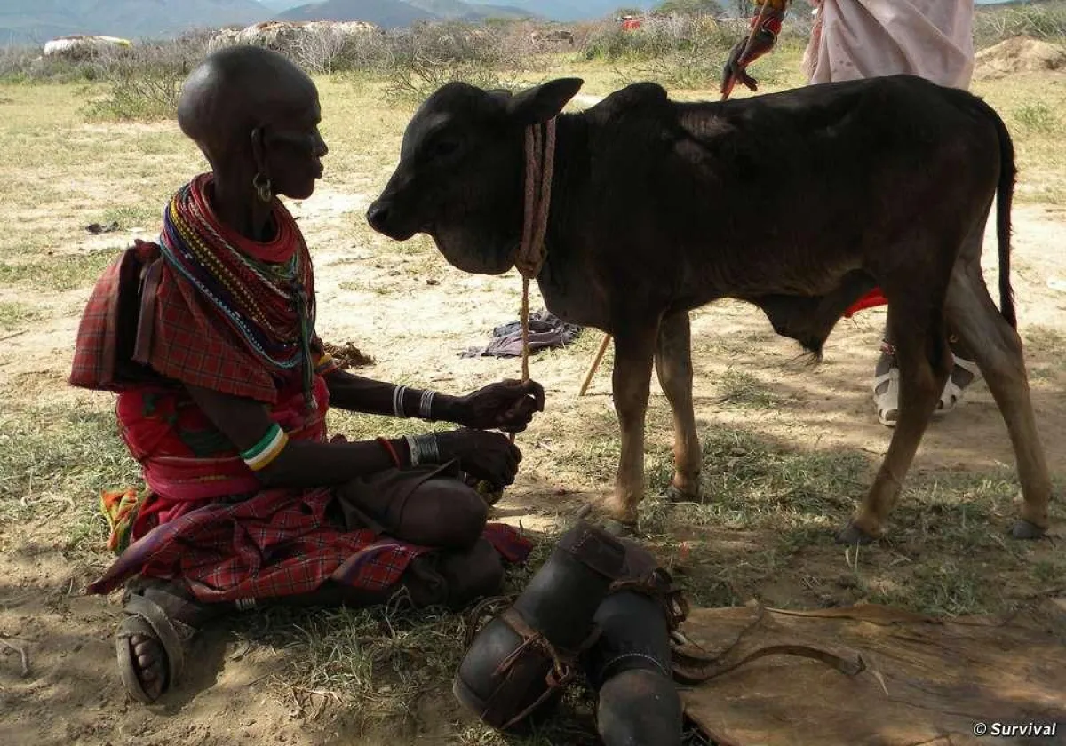 Ein Samburu in Kenias Laikipia Distrikt. Die Samburu wurden gewaltsam von Eland Downs vertrieben. ©