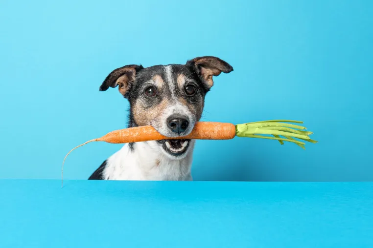 Appetit auf Fleisch bedeutet Raubbau am Planeten Erde - Einsparpotenzial durch nachhaltige Hundefütterung Bild: Appetit auf Fleisch bedeutet Raubbau am Planeten Erde - Einsparpotenzial durch nachhaltige Hundefütterung
