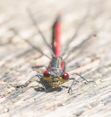 Bild: Fotospaziergang „Leben zwischen Altwarmbüchener See und Moorlandschaft“