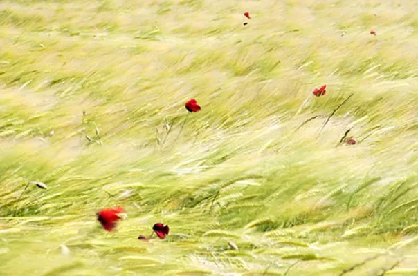 Kreativ-Fotoreisen in die Provence und außergewöhnliche Fototouren durch Berlin Bild: Kreativ-Fotoreisen in die Provence und außergewöhnliche Fototouren durch Berlin