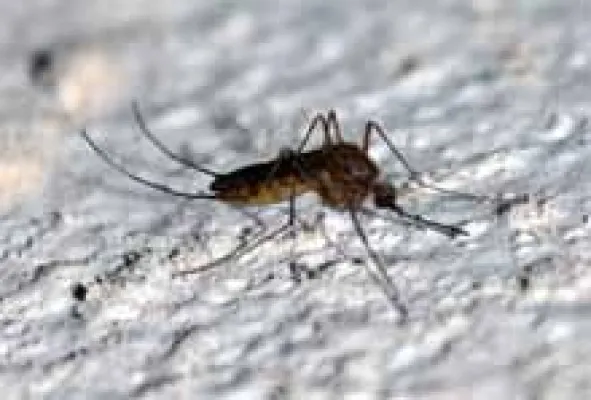 Neuer Onlineratgeber über Insektenstiche Bild: Neuer Onlineratgeber über Insektenstiche