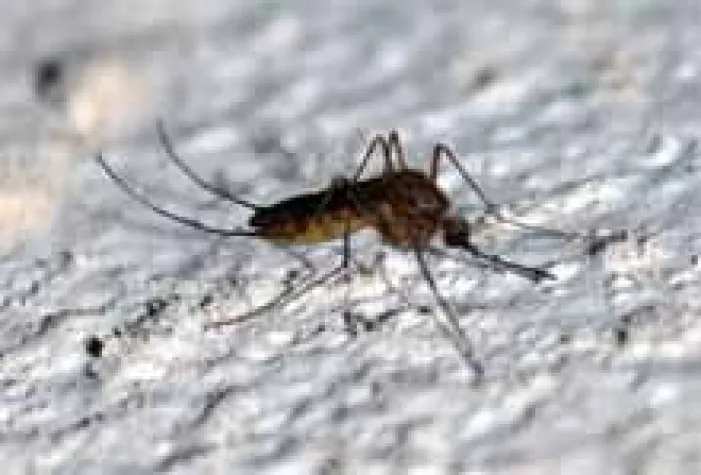 Bild: Neuer Onlineratgeber über Insektenstiche