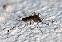 Neuer Onlineratgeber über Insektenstiche Bild: Neuer Onlineratgeber über Insektenstiche