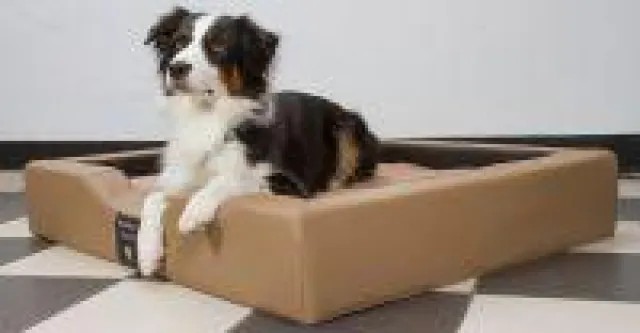Bild: Was ist ein GEL-Hundebett?