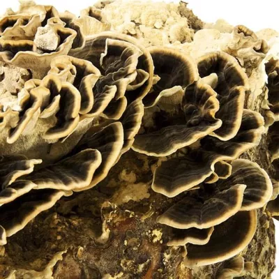 Bild: Die natürliche Kraft des Heilpilzes Coriolus als starker Schutzschild gegen Erkältungs- und Grippeviren