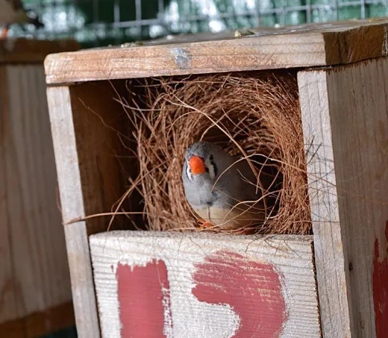 Bild: Finken-Küken erkennen ihre biologische Mutter am Geruch