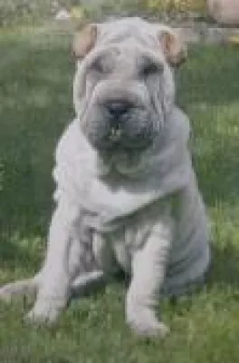 Autofahrerin macht sich aus dem Staub. Auch beim Tier ist unterlassene Hilfeleistung strafbar nach § 323c StGB Bild: Autofahrerin macht sich aus dem Staub. Auch beim Tier ist unterlassene Hilfeleistung strafbar nach § 323c StGB