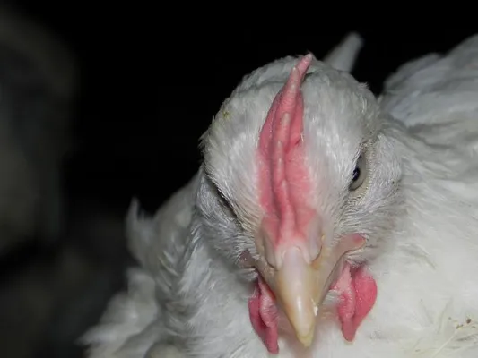 Bild: Pulverfass Tierindustrie: Die Vogelgrippe-Viren kommen aus dem Stall