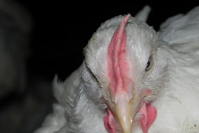 Bild: Pulverfass Tierindustrie: Die Vogelgrippe-Viren kommen aus dem Stall