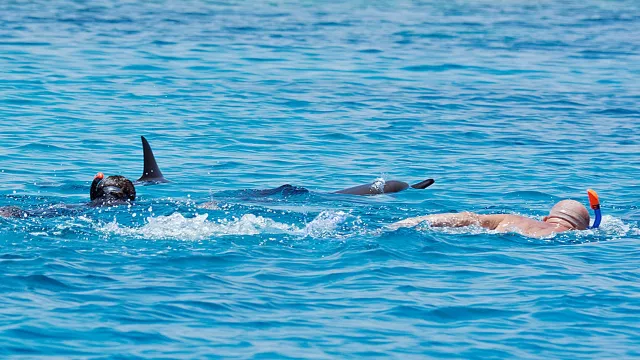 Bild: Delfinschwimmen Hurghada - Delfin Tour Hurghada - Ägypten mit Delfinen schnorcheln 