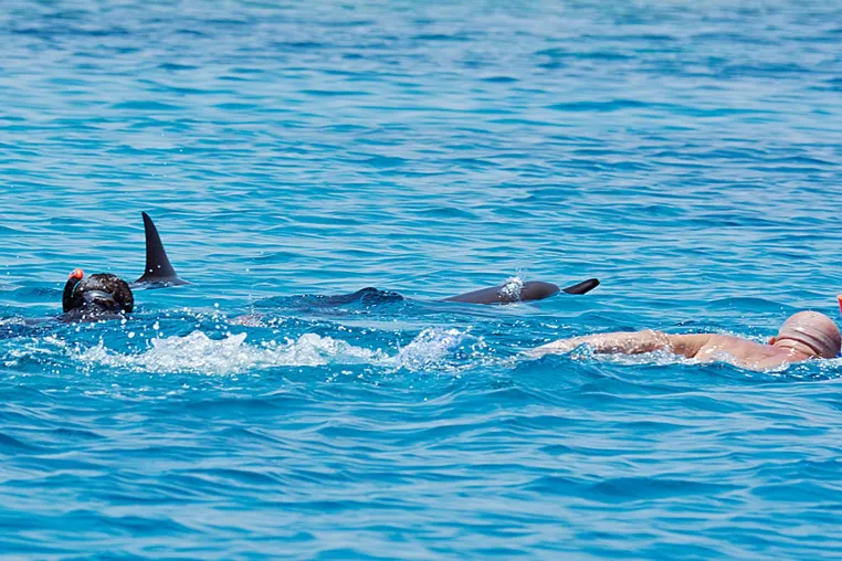 Bild: Delfinschwimmen Hurghada - Delfin Tour Hurghada - Ägypten mit Delfinen schnorcheln 