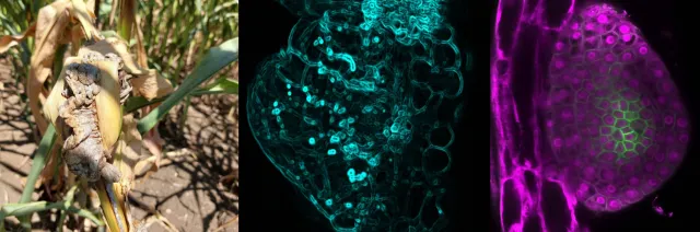 Wie ein Pilz Gewebewucherungen in Mais erzeugt Bild: Wie ein Pilz Gewebewucherungen in Mais erzeugt