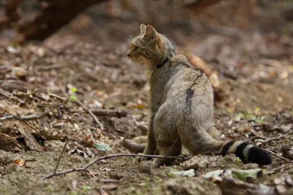 Bild: Junge Wildkatze wieder zurück am Fundort in der Natur