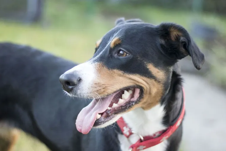 Das passende Problemhundetraining mit Sonee Dosoruth finden - der Weg zum entspannten Miteinander Bild: Das passende Problemhundetraining mit Sonee Dosoruth finden - der Weg zum entspannten Miteinander