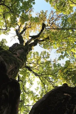 Warum wachsen um Oberstaufen so viele uralte Bäume? Bild: Warum wachsen um Oberstaufen so viele uralte Bäume?