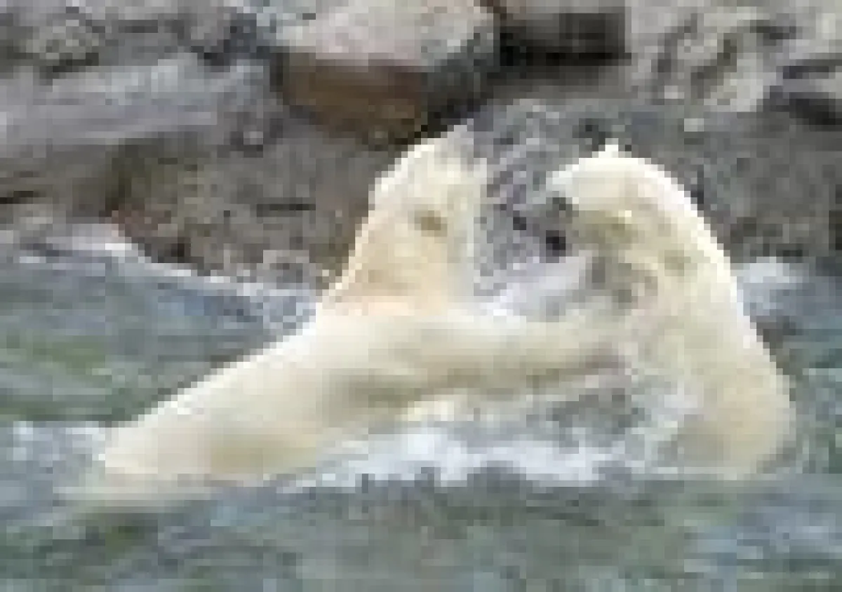 Die Wiener Eisbärenzwillinge gehen derzeit getrennte Wege