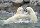Bärenstarkes Kräftemessen im Erlebnis-Zoo Hannover Bild: Bärenstarkes Kräftemessen im Erlebnis-Zoo Hannover