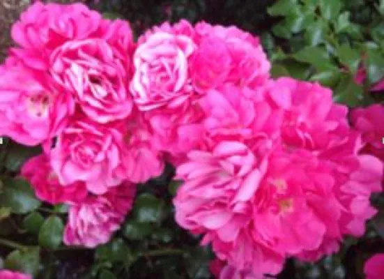 Bild: Rosen jetzt richtig pflegen – für einen schönen Start in die Gartensaison