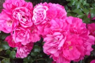 Bild: Rosen jetzt richtig pflegen – für einen schönen Start in die Gartensaison