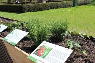 Bild: Garten der Männergesundheit in Bad Wörishofen: Lebende Sonnenuhr, Goldrute, Kapuzinerkresse & Co.