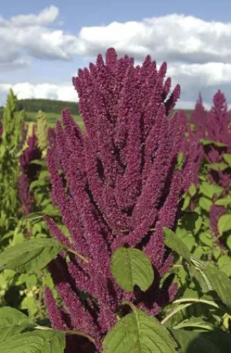 Bild: Amaranth-Anbau auf der Schwäbischen Alb