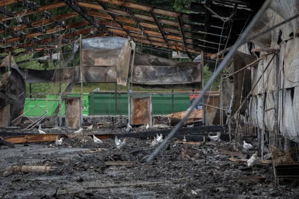 Bild: 100 Hühner nach Stallbrand sich selbst überlassen - ANINOVA erhebt Vorwürfe gegen Veterinäramt Heidekreis