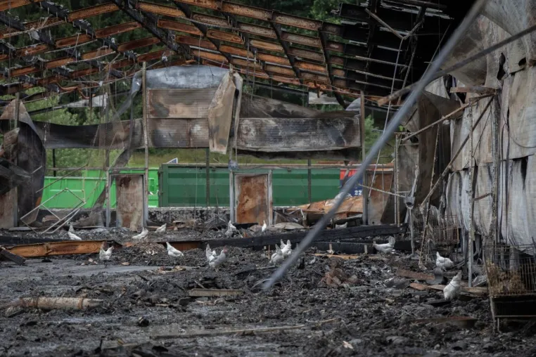 Bild: 100 Hühner nach Stallbrand sich selbst überlassen - ANINOVA erhebt Vorwürfe gegen Veterinäramt Heidekreis