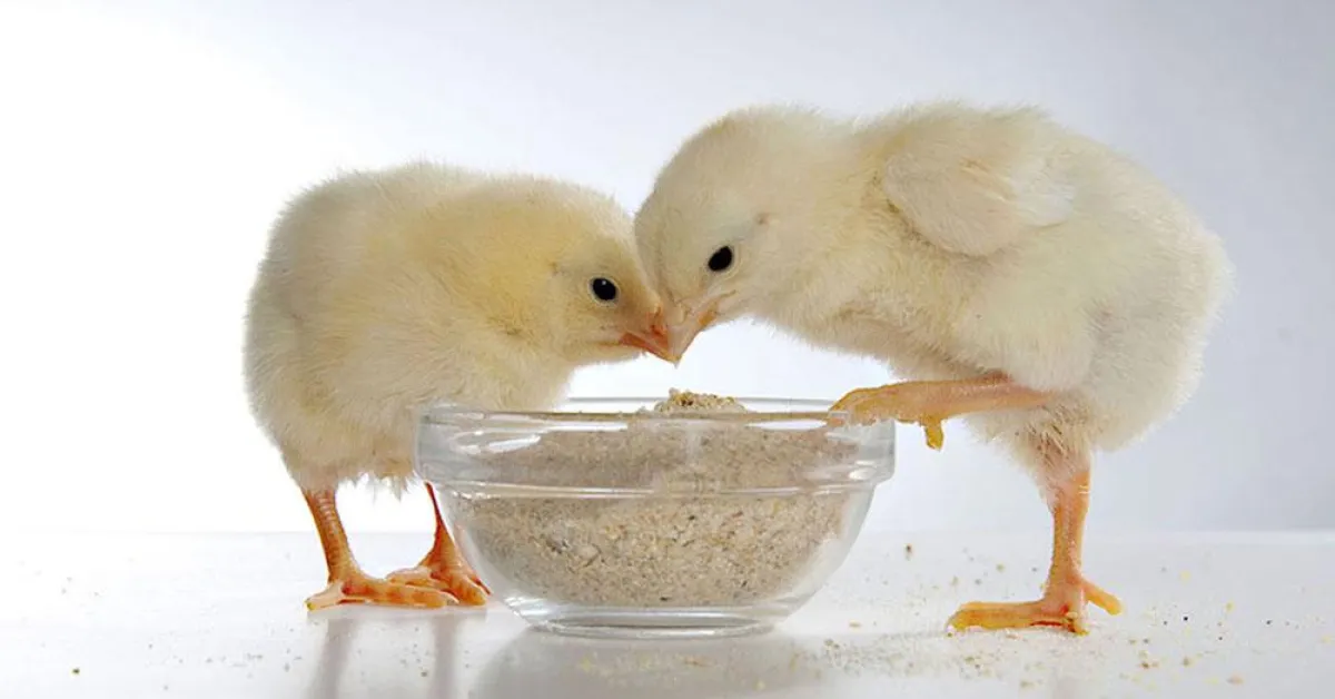 Erfolgsmeldung: Gesünderes Futter für Nutztiere