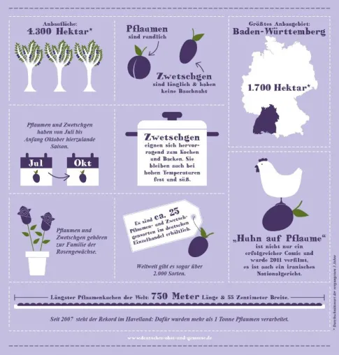 Infografik – Die Pflaumen- und Zwetschgensaison ist im vollen Gange Bild: Infografik – Die Pflaumen- und Zwetschgensaison ist im vollen Gange