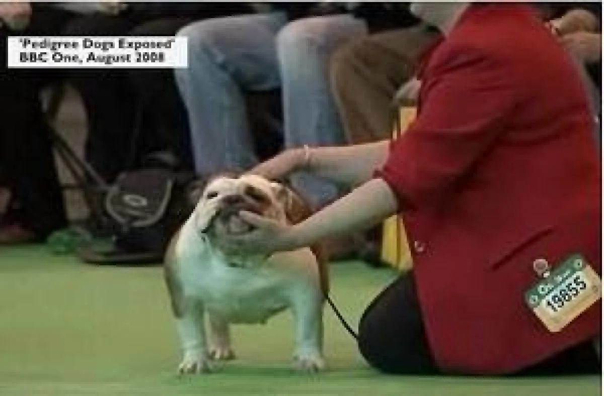 Crufts 2008 - Ausstellungs Bulldog - gesunder Körper ?