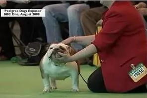Bild: Neuer Standard für den Britischen Nationalhund - Bulldog