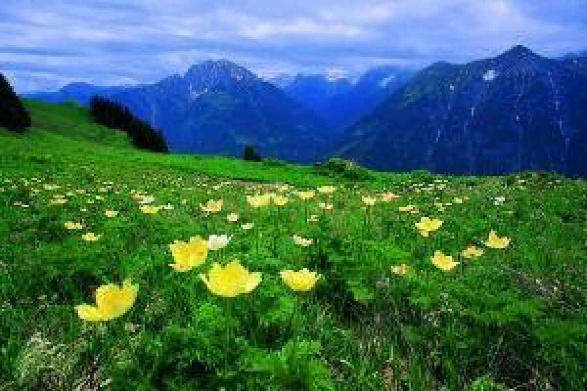 Almwiese, Foto: Wikinger Reisen, Abdruck honorarfrei, bitte nur mit Quellenangabe. Foto senden wir gern in hoher Auflösung zu, bitte per Mail bei der Pressestelle anfordern.