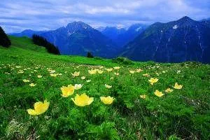Bild: Berge, Blumenwiesen und Badeseen