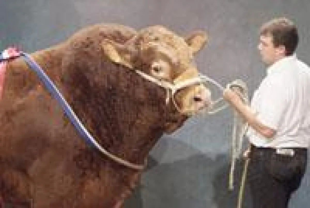 Auf der 18. Rinderausstellung „Sommet de l’élevage“ werden rund 1.800 Zuchttiere vorgeführt. Die Veranstaltung ist internationaler Treffpunkt für die Akteure der Fleischerzeugung, Land- und Milchwirts