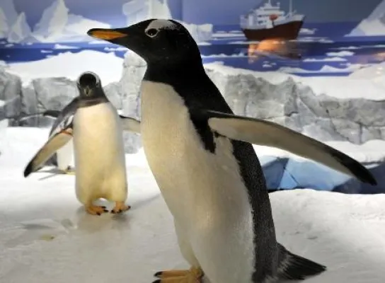 Bild: Einmal First Class und extra cool bitte – zehn Pinguine auf ihrer Reise ins Sea Life Konstanz