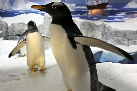 Einmal First Class und extra cool bitte – zehn Pinguine auf ihrer Reise ins Sea Life Konstanz Bild: Einmal First Class und extra cool bitte – zehn Pinguine auf ihrer Reise ins Sea Life Konstanz