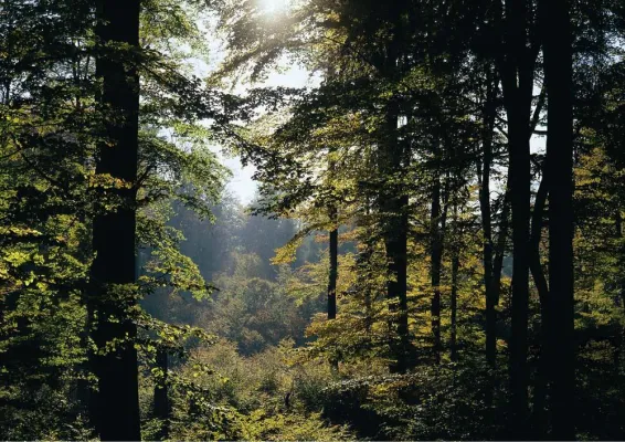 Erste Schritte zum UNESCO-Weltnaturerbe Bild: Erste Schritte zum UNESCO-Weltnaturerbe