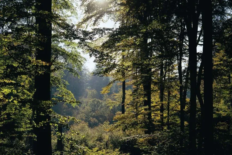 Bild: Erste Schritte zum UNESCO-Weltnaturerbe