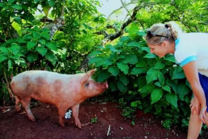 29. Tier: Das Hausschwein auf Galapagos Bild: 29. Tier: Das Hausschwein auf Galapagos
